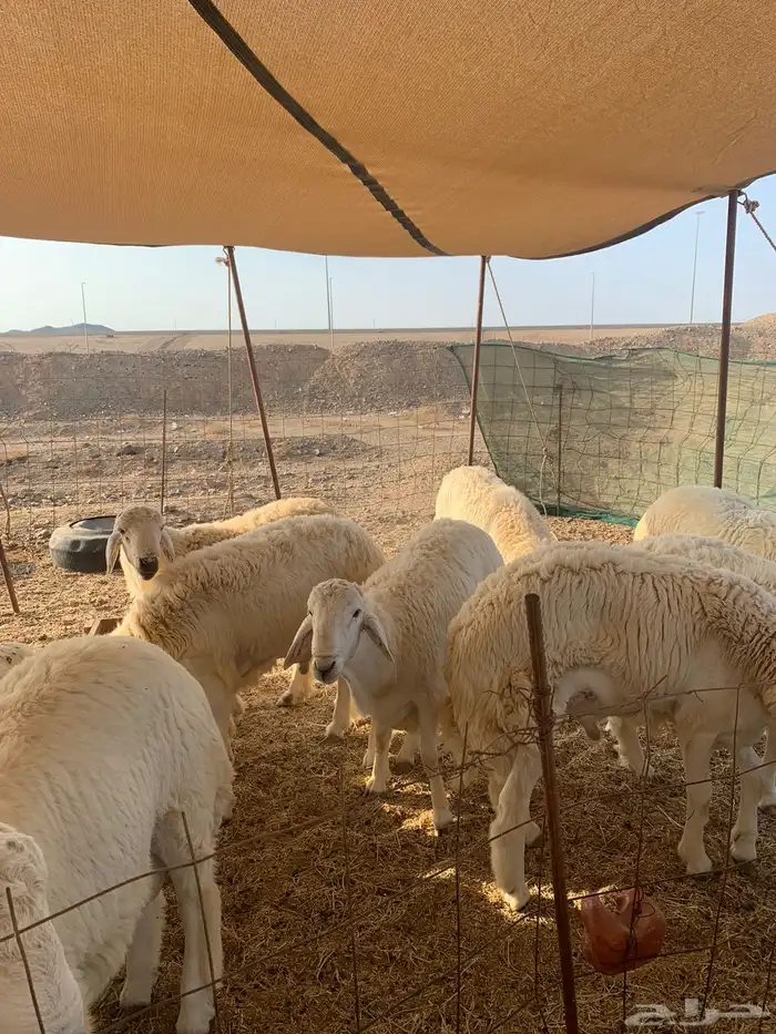 ذبايح فاخره فل شحم للبيع 14