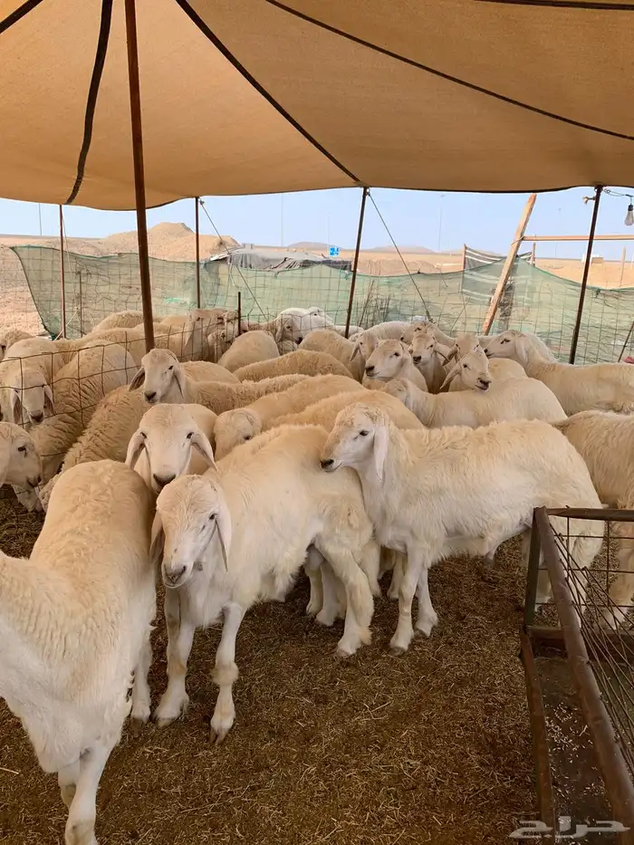 ذبايح فاخره فل شحم للبيع 3