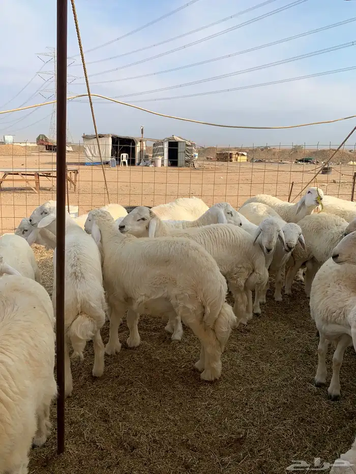 ذبايح فاخره فل شحم للبيع 8