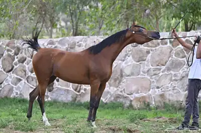فرس مكس 1