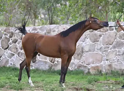 فرس مكس 2