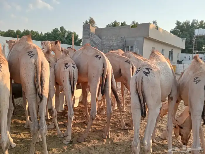 قعدان 6
