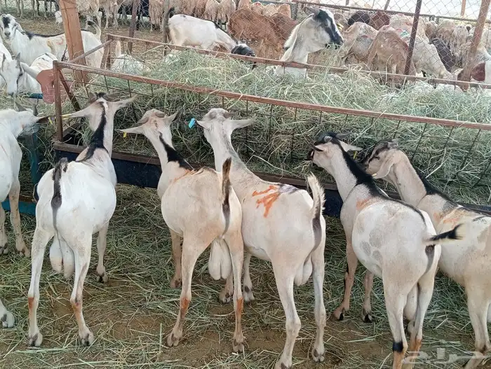 قعدان 7