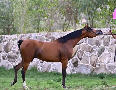 فرس مكس 3