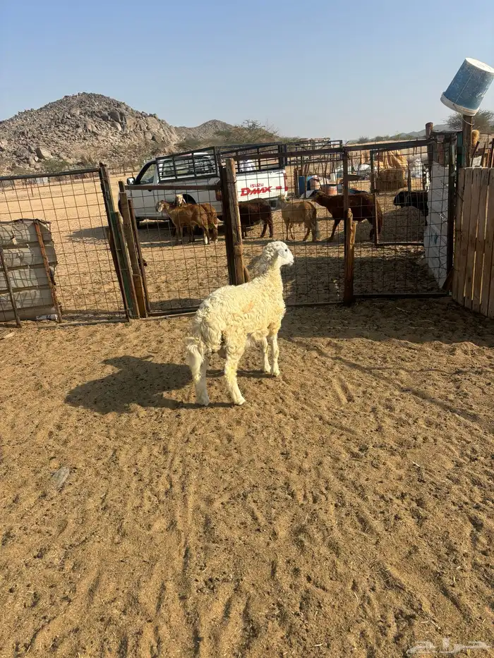 الشمسي طريق الخواجات 0
