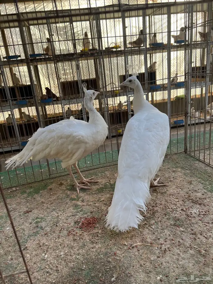 جوز طاووس ابيض ملكي 0