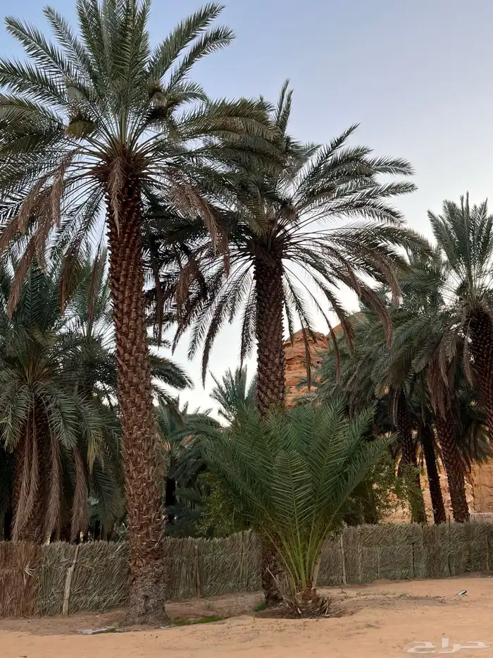 العلا 1