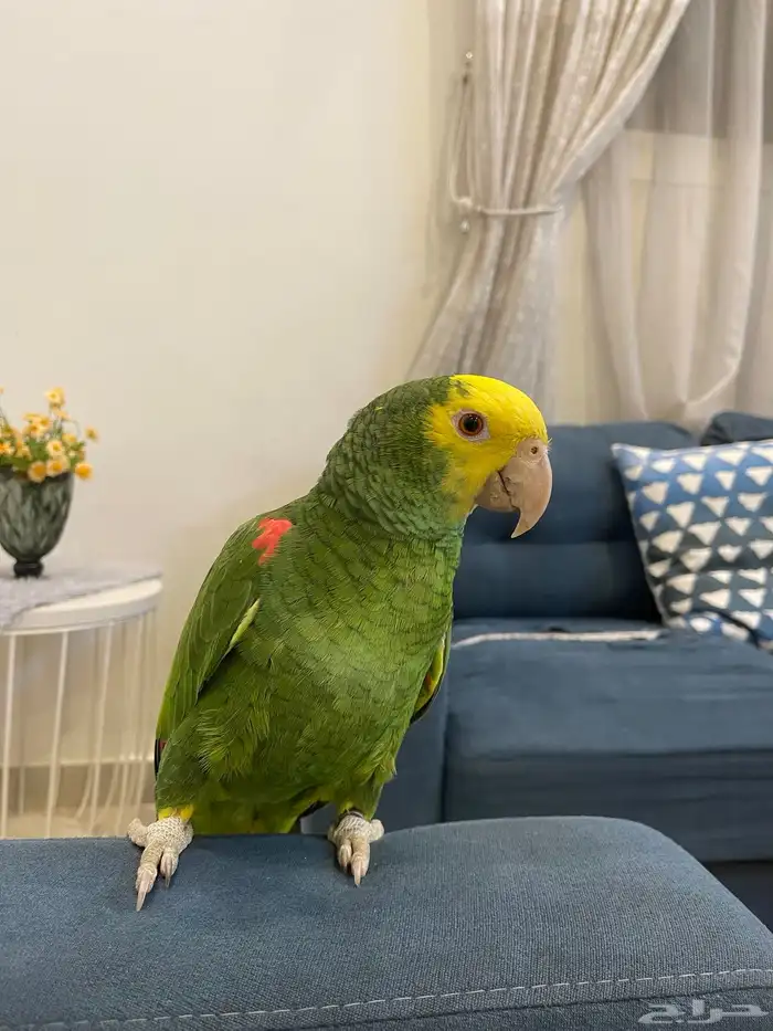 دبل يلو هيد ماقنا الصفار مالي الوجه حارومتكلم واليف تم البيع 5