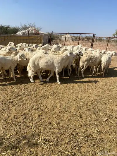 غنم مراح طيبه 1