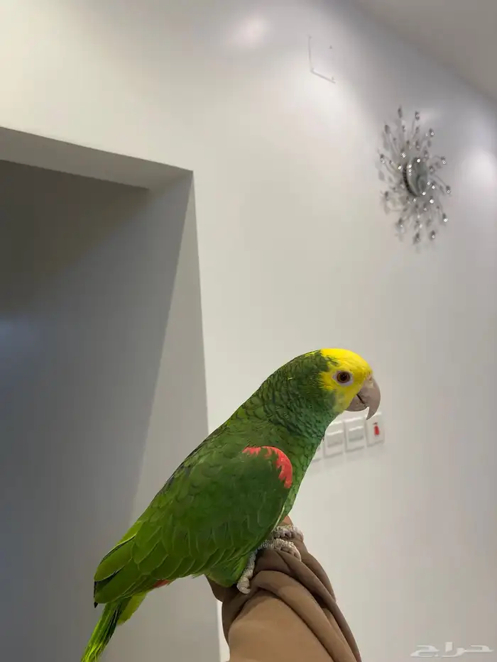 دبل يلو هيد ماقنا الصفار مالي الوجه حارومتكلم واليف تم البيع 2