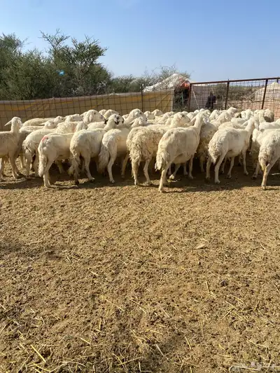 غنم مراح طيبه 2