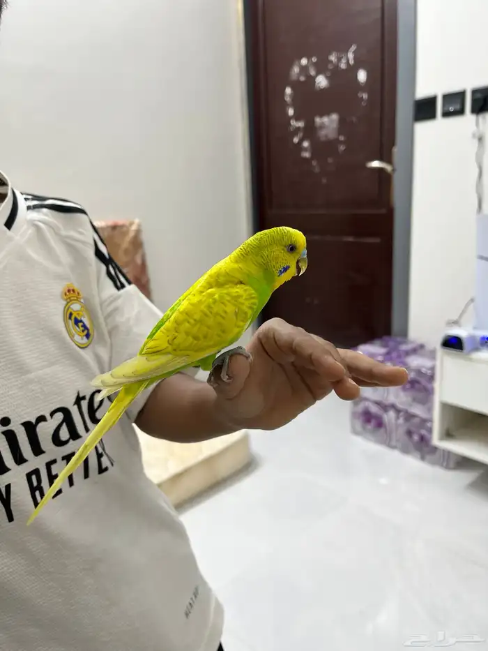 ذكر بادجي أليف منتج 0