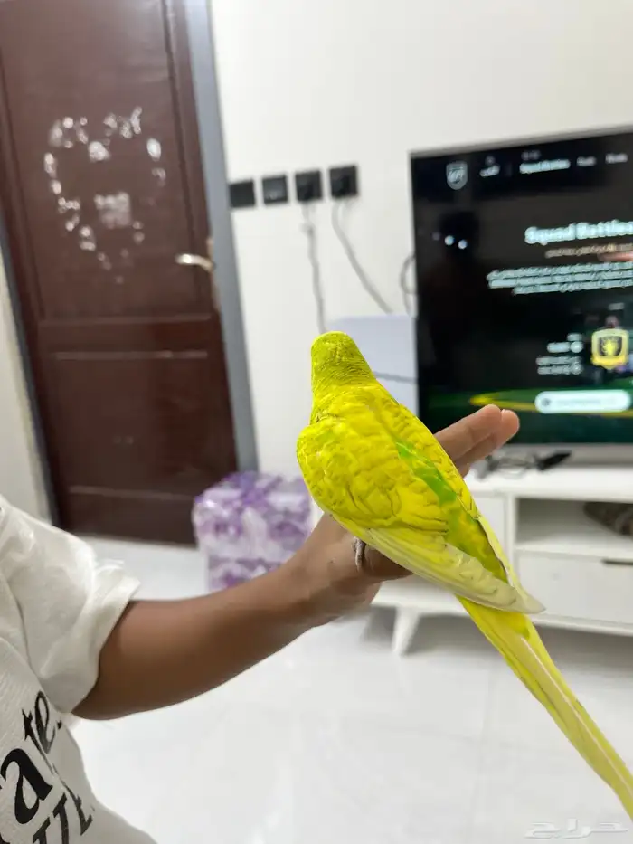 ذكر بادجي أليف منتج 3