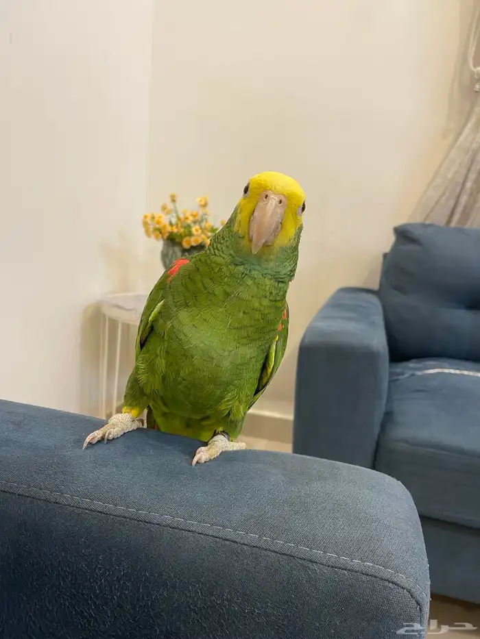 دبل يلو هيد ماقنا الصفار مالي الوجه حارومتكلم واليف تم البيع 6