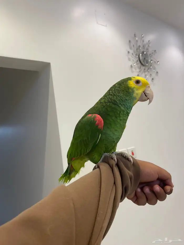 دبل يلو هيد ماقنا الصفار مالي الوجه حارومتكلم واليف تم البيع 3