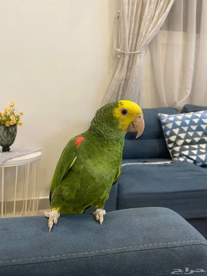 دبل يلو هيد ماقنا الصفار مالي الوجه حارومتكلم واليف تم البيع 1