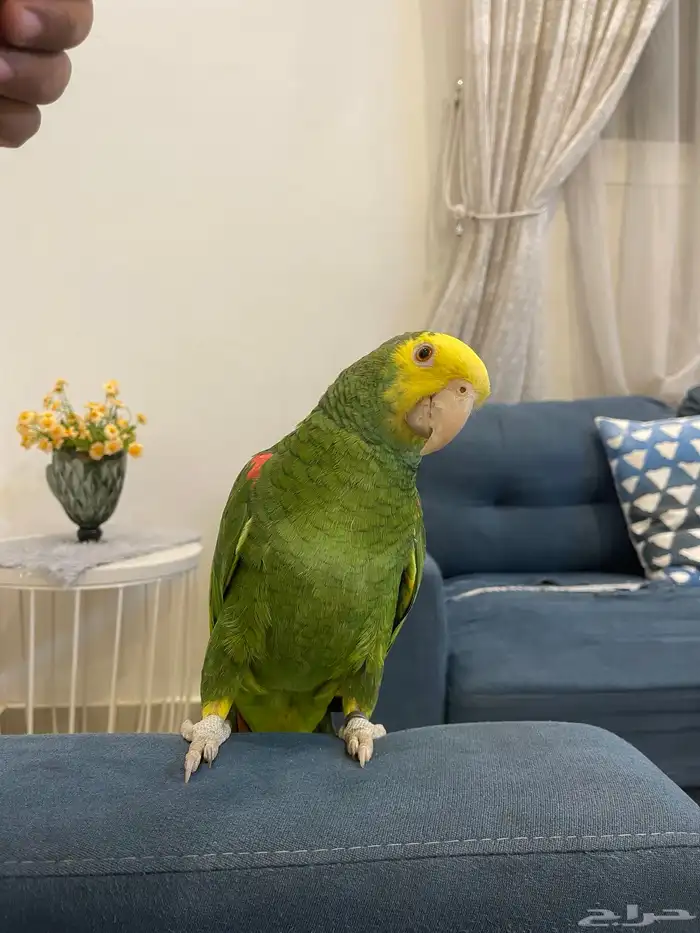 دبل يلو هيد ماقنا الصفار مالي الوجه حارومتكلم واليف تم البيع 7