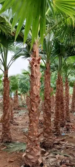 نخل واشنطني نخل ملوكي نخل عربي ثيل طبيعي للبيع 5