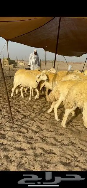 نعرض لكم غنم حري دفيع صنف حرش جروم عددها 60 4