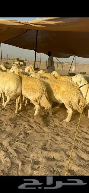 نعرض لكم غنم حري دفيع صنف حرش جروم عددها 60 8