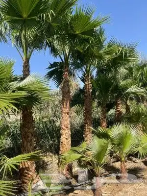 نخل واشنطني جميع المقاسات 1