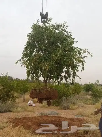 نقوم بتوريدوزراعه جميع انواع النخيل والزيتون واليومون 2