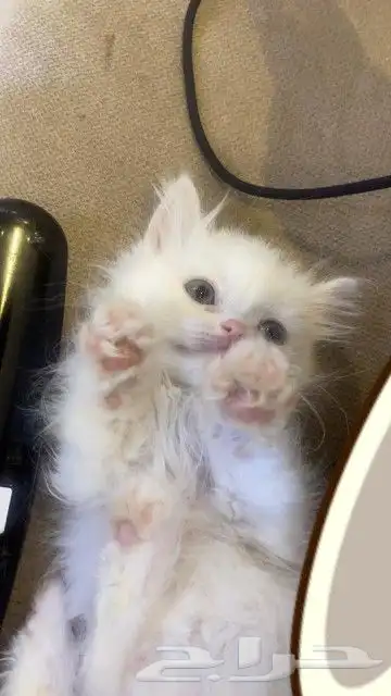 قطه شيرازي للبيع بيشه 1