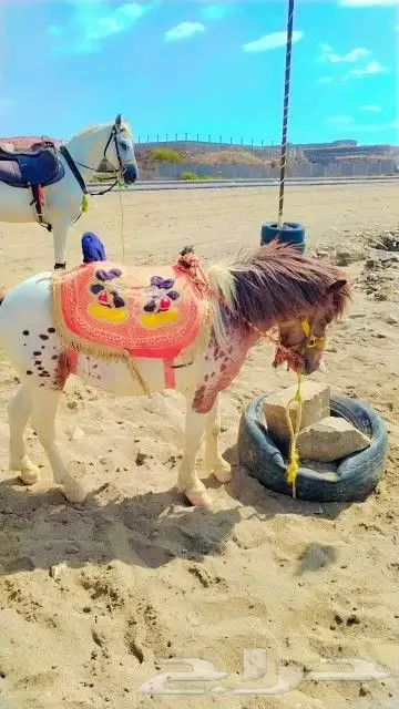 تاجير الجمل و البوني السيسي و الحصان و الحنطور 1