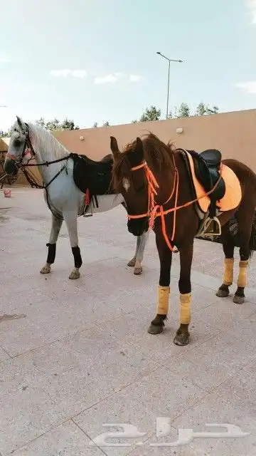 تاجير الجمل و البوني السيسي و الحصان و الحنطور 5