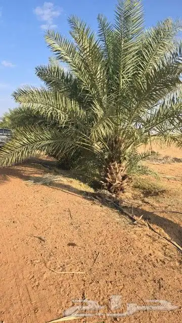 قلع وغرس وترحيل جميع انواع النخيل 3