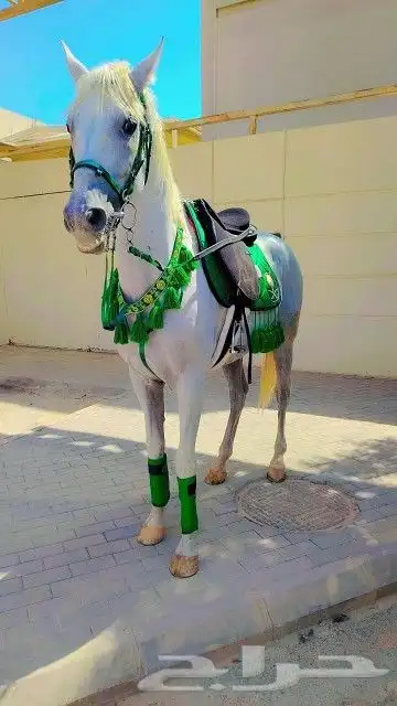 تاجير الجمل و البوني السيسي و الحصان و الحنطور 2