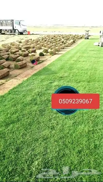 ثيل سي 2000 صافي وطبيعي درجة اوله يوجد تركيب وتوريد داخل الر 0