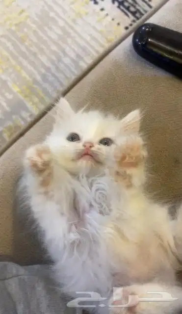 قطه شيرازي للبيع بيشه 0