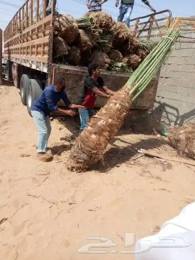 متواجد في تبوك 3