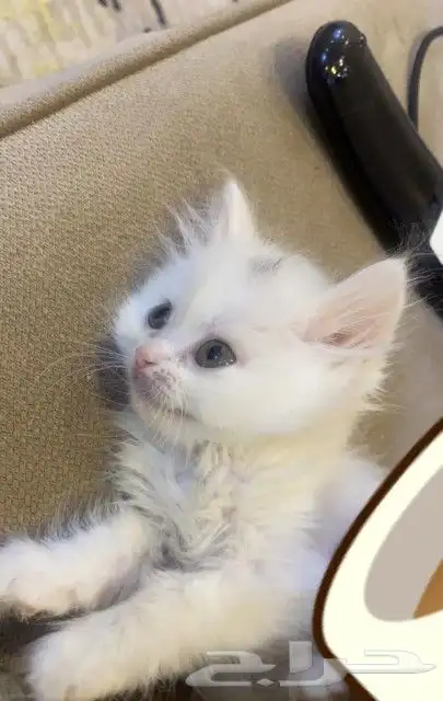 قطه شيرازي للبيع بيشه 2