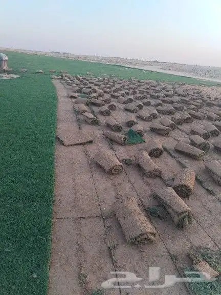 ثيل عشب طبيعي 3