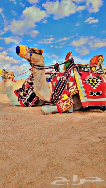 تاجير الجمل و البوني السيسي و الحصان و الحنطور 0