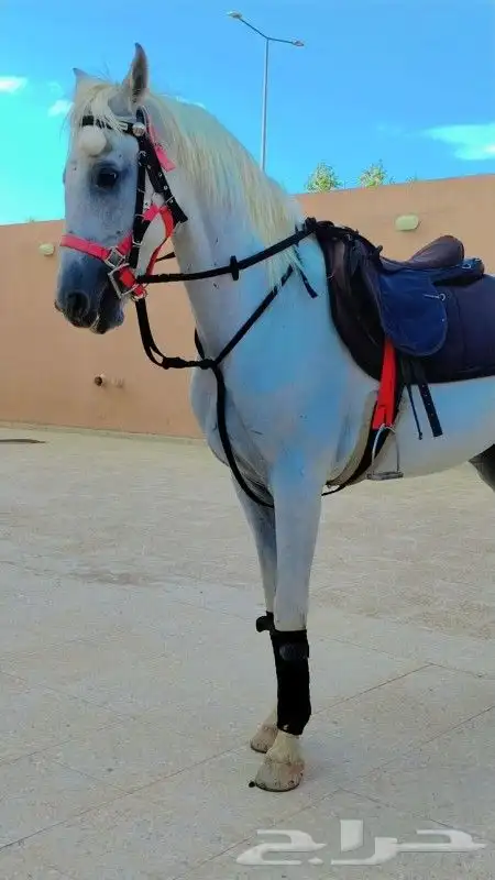 تاجير الجمل و البوني السيسي و الحصان و الحنطور 4