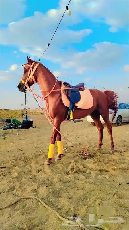 تاجير الجمل و البوني السيسي و الحصان و الحنطور 3