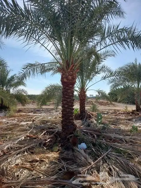 نقوم بتوريدوزراعه جميع انواع النخيل والزيتون واليومون 0