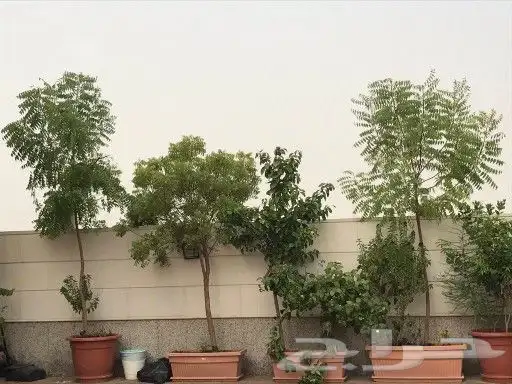 نخل شنطونياء وزيتون 2