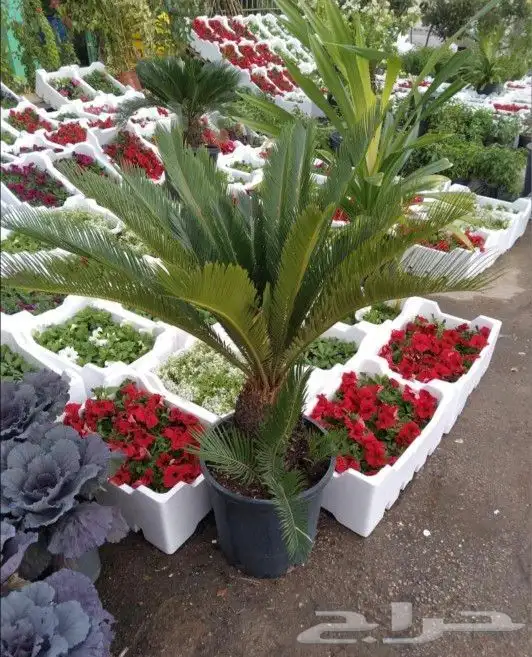 مزارع ومنسق الحدائق 5