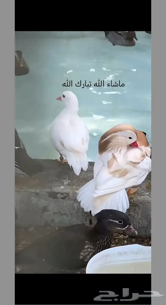 جوز بط مندرين اشقر نوادر بط 0