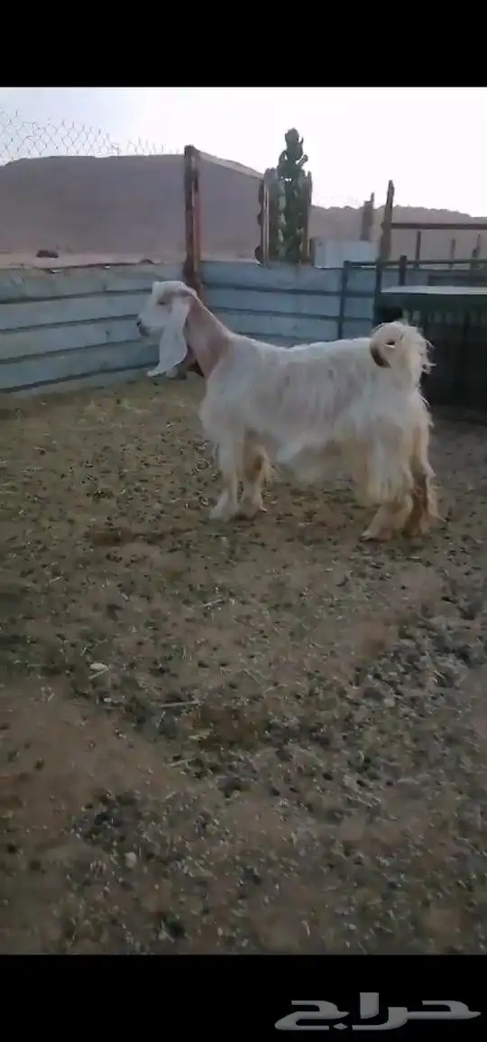 جفره صفراء 0