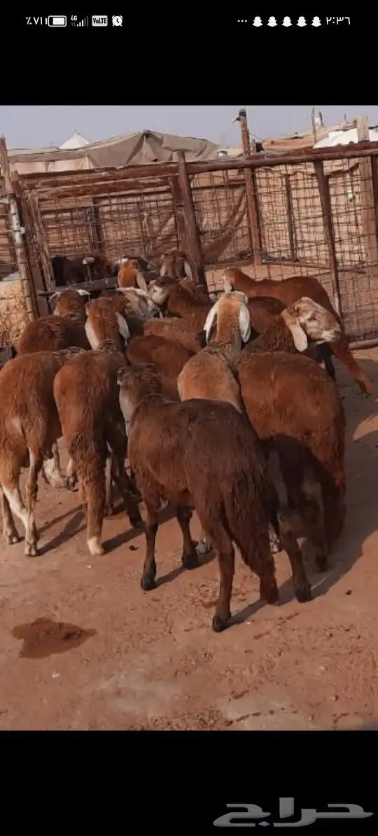 ذبايح سواكن مرابي 3شهور مزارع ونشرط الحم شعير وبرسيم 4