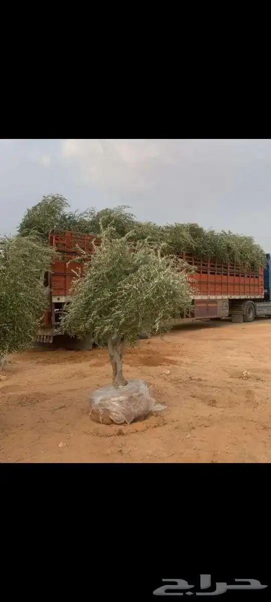 نقوم بتوريدوزراعه جميع انواع النخيل والزيتون واليومون 9