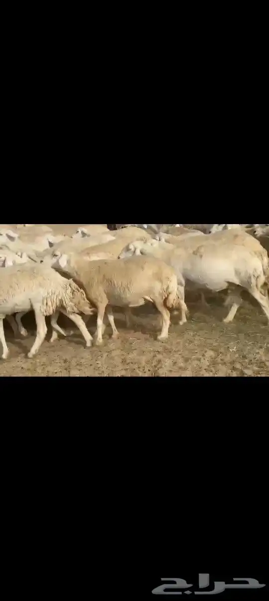 ضان حريه صنف مشروطه فحص 8