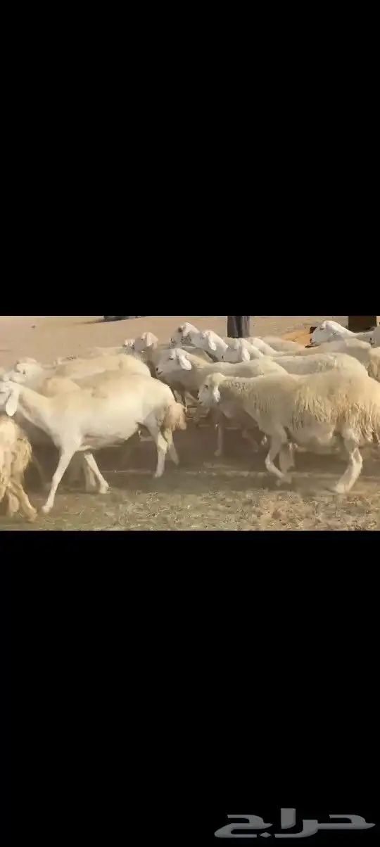 ضان حريه صنف مشروطه فحص 6