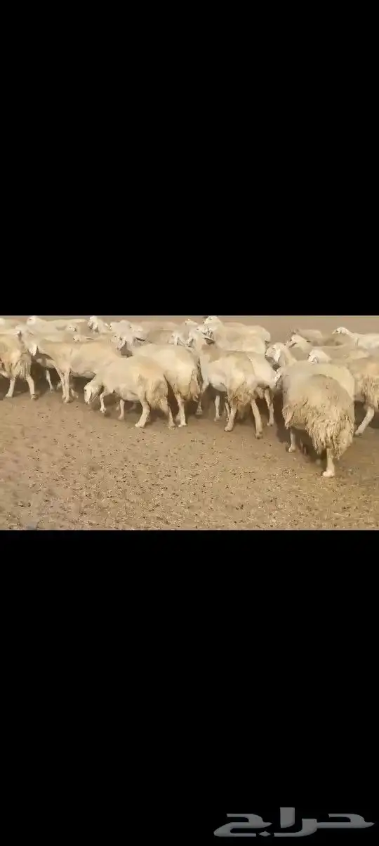 ضان حريه صنف مشروطه فحص 1