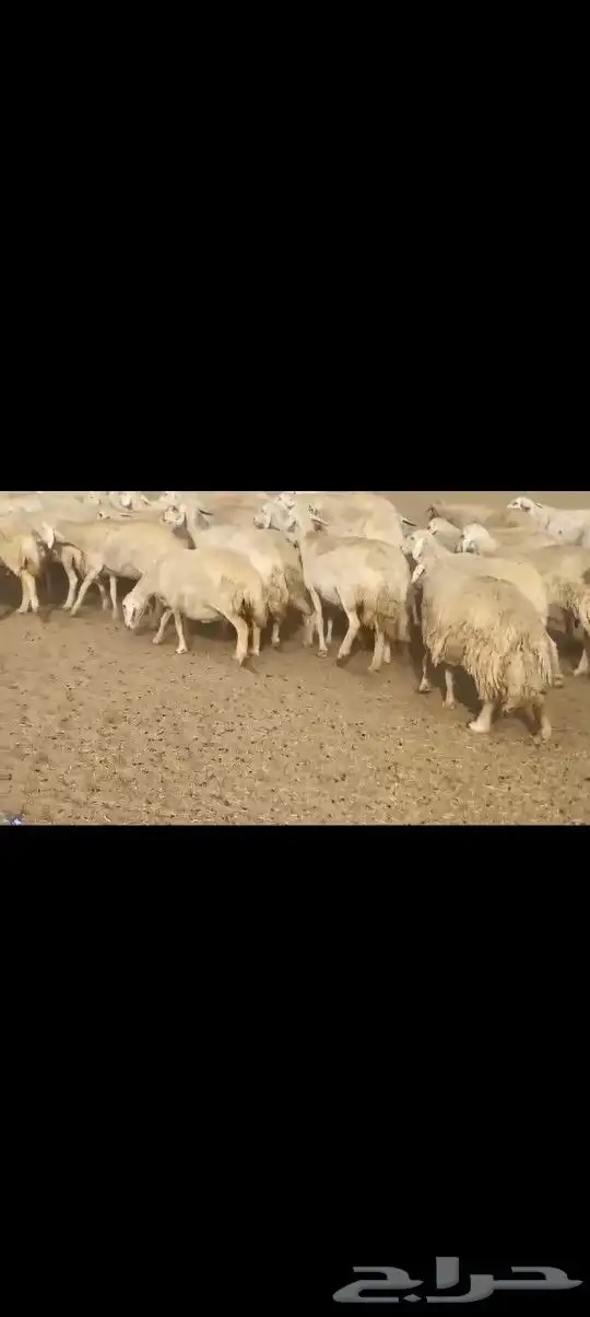 ضان حريه صنف مشروطه فحص 0